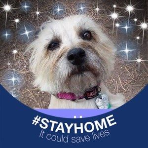 Meet your Posher, Betty